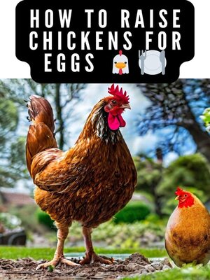 cover image of How to Raise Chickens For Eggs and Meat